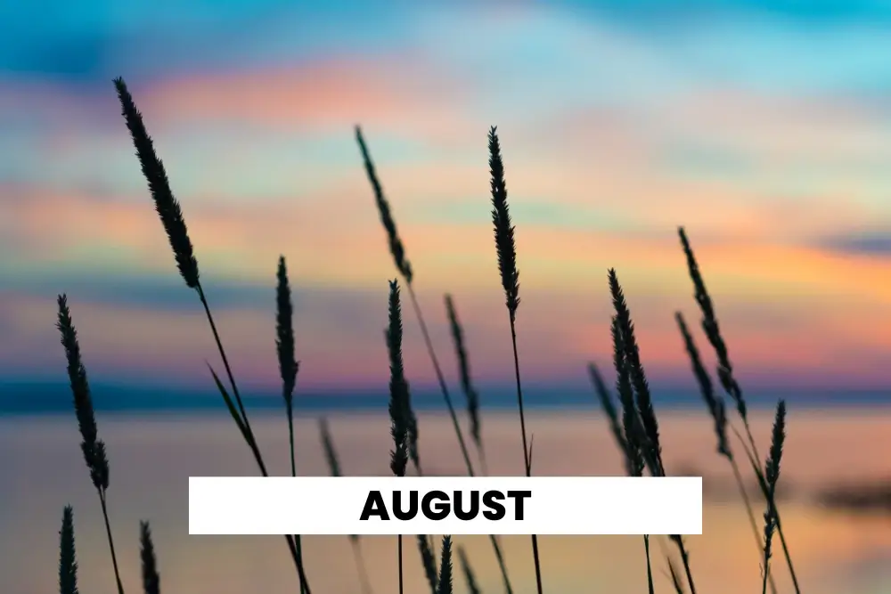 Summer sunset with beach grass