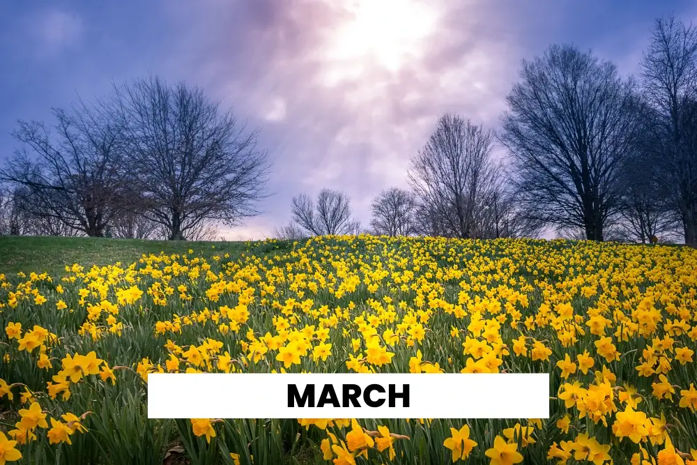 Spring daffodils in field in March