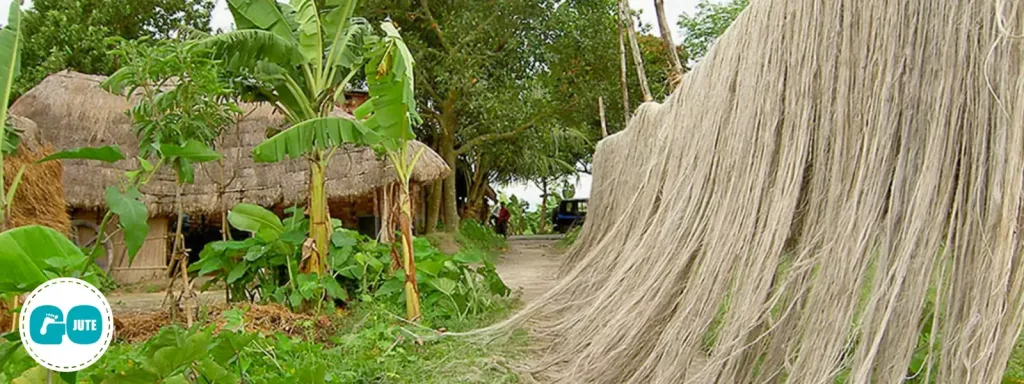 jute plant hanging up to dry after harvesting and soaking