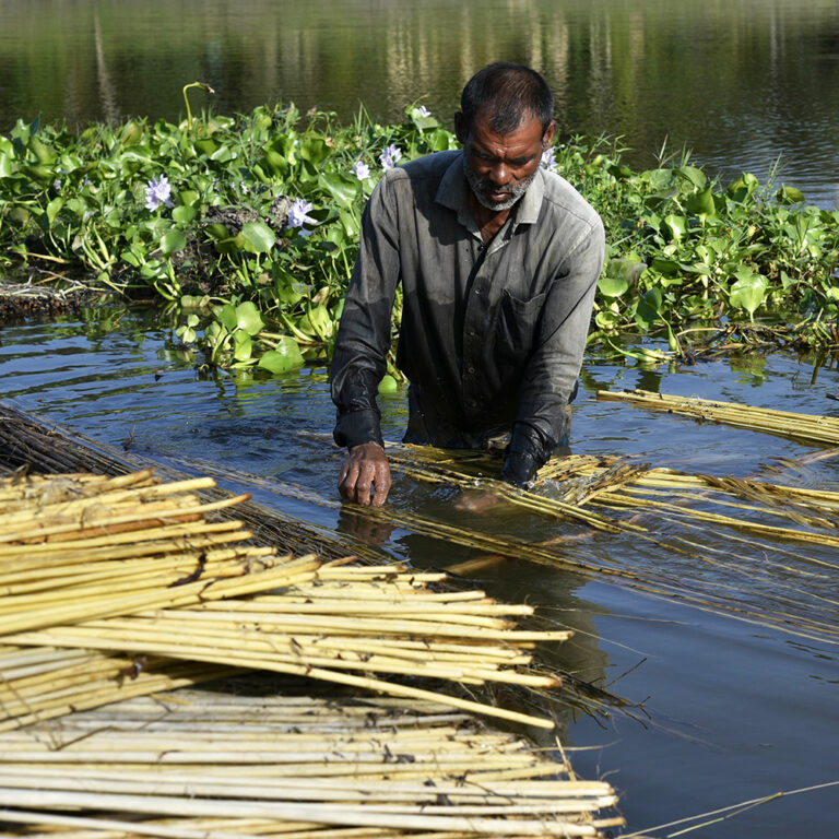 Retting; Stage Two Of The Jute Bag Manufacturing Process GoJute